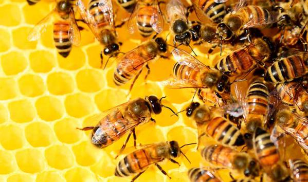 عسل انگبین ارگانیک چه طعمی دارد؟