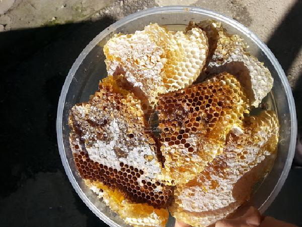 تامین کننده عسل وحشی لرستان در کشور