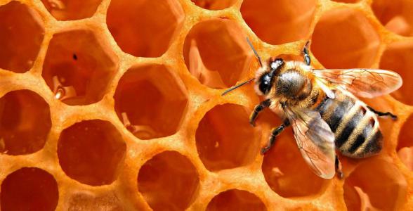 دلایل محبوبیت عسل طبیعی جیرفت